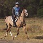 Image result for Endurance Horse