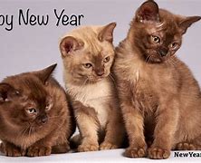 Image result for Happy New Year Cute Cats