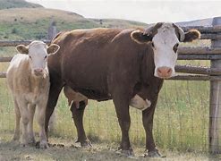Image result for Male Cattle