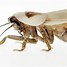 Image result for Cockroach Evolution