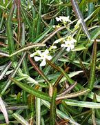 Image result for Trachelospermum jasminoides Waterwheel
