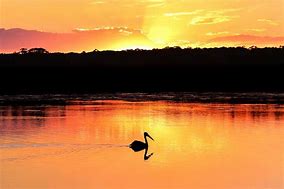 Image result for Sunries Sunset Pelican