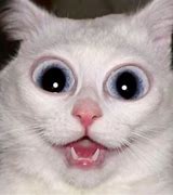 Image result for Googly Eye Cat Meme