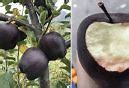 Image result for What Is a Black Diamond Apple
