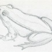 Image result for How to Draw a Real Frog