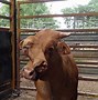 Image result for Two Cattle Head Image
