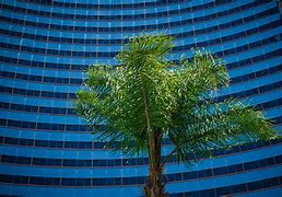 Image result for Ancient California Palm Trees