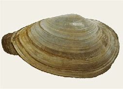 Image result for Soft Shell Clams Oregon