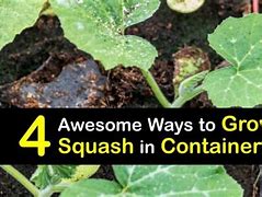 Image result for Planting Squash in Containers