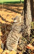 Image result for cats scratching trees