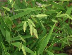 Image result for Chasmanthium latifolium