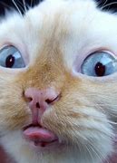 Image result for Smiling Cat Face Meme