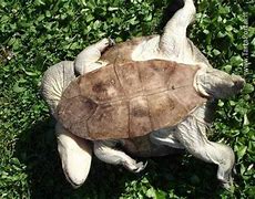 Image result for Macrochelodina rugosa