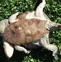 Image result for Macrochelodina rugosa