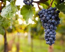 Image result for Grapevine Diseases Photos