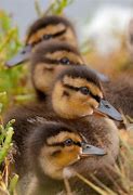 Image result for Cute Ducks in a Row