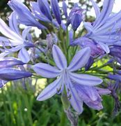 Image result for Agapanthus Sunfield