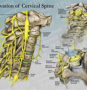 Image result for Picture of Cervical Spine and Nerves Cleveland Clinic