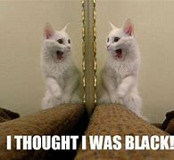 Image result for White Cat White Background Meme