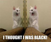 Image result for White Cat Meme