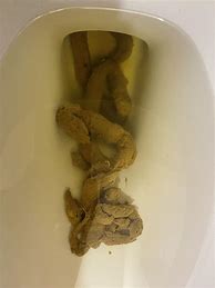 Image result for Really Long Poop
