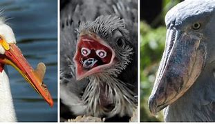 Image result for Weird Bird Beaks