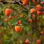 Image result for Fruit Panipe