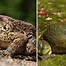 Image result for Toad vs Frog