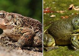 Image result for What Is Difference Between Frog and Toad