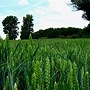 Image result for Green Grain Background