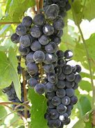 Image result for MO Native Wild Grapes