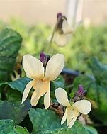 Image result for Viola odorata Sulphurea