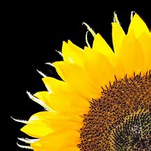 Image result for Sunflower Wallpaper iPhone