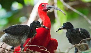 Image result for babies scarlet ibis feed