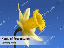 Image result for Daffodil Template for PowerPoint