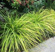 Image result for Carex oshimensis Everillo