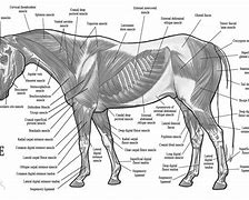 Image result for Horse Anatomy