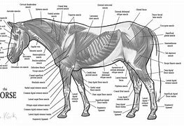 Image result for Anatomy of a Horse Diagram