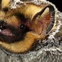 Image result for Mexican Bat