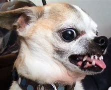 Image result for Small Angry Dog Meme