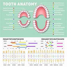 What To Do When Your Child Has A Tooth Dental