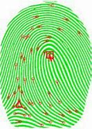 Image result for Plain Arch Fingerprint