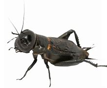 Image result for Cricket Insect Images. Free