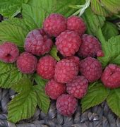 Image result for Rubus idaeus Glen Ample