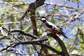 Image result for Dendrocopos leucopterus