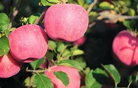 Image result for Pink Apple Japan