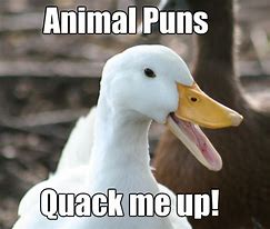 Image result for Funny Animal Pun Memes