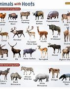 Image result for Hoofed Animals for Kids