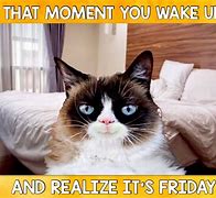 Image result for Grumpy Cat Memes Black Friday