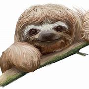 Image result for Sloth 8K Wallpaper